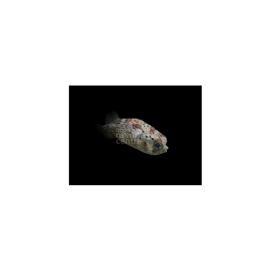 Diodon holocanthus - Porcupine Puffer