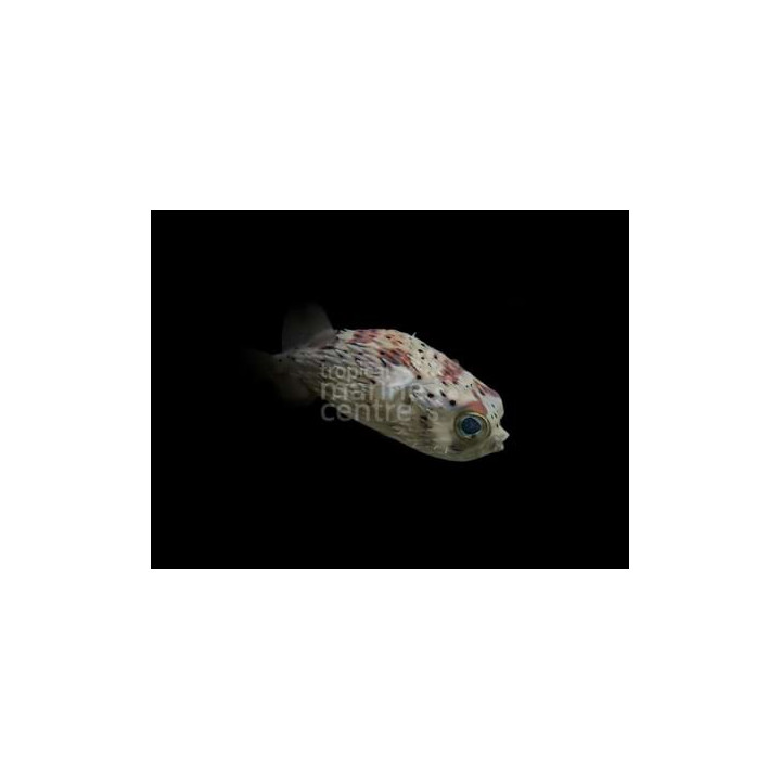 Diodon holocanthus - Porcupine Puffer