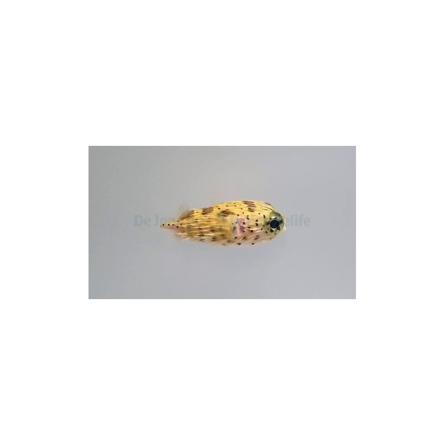 Diodon holocanthus - Porcupine Puffer