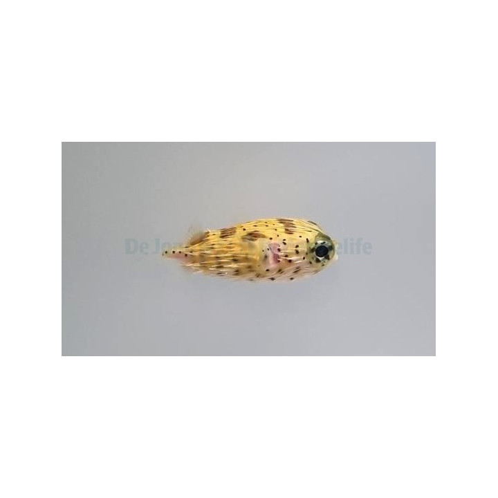 Diodon holocanthus - Porcupine Puffer