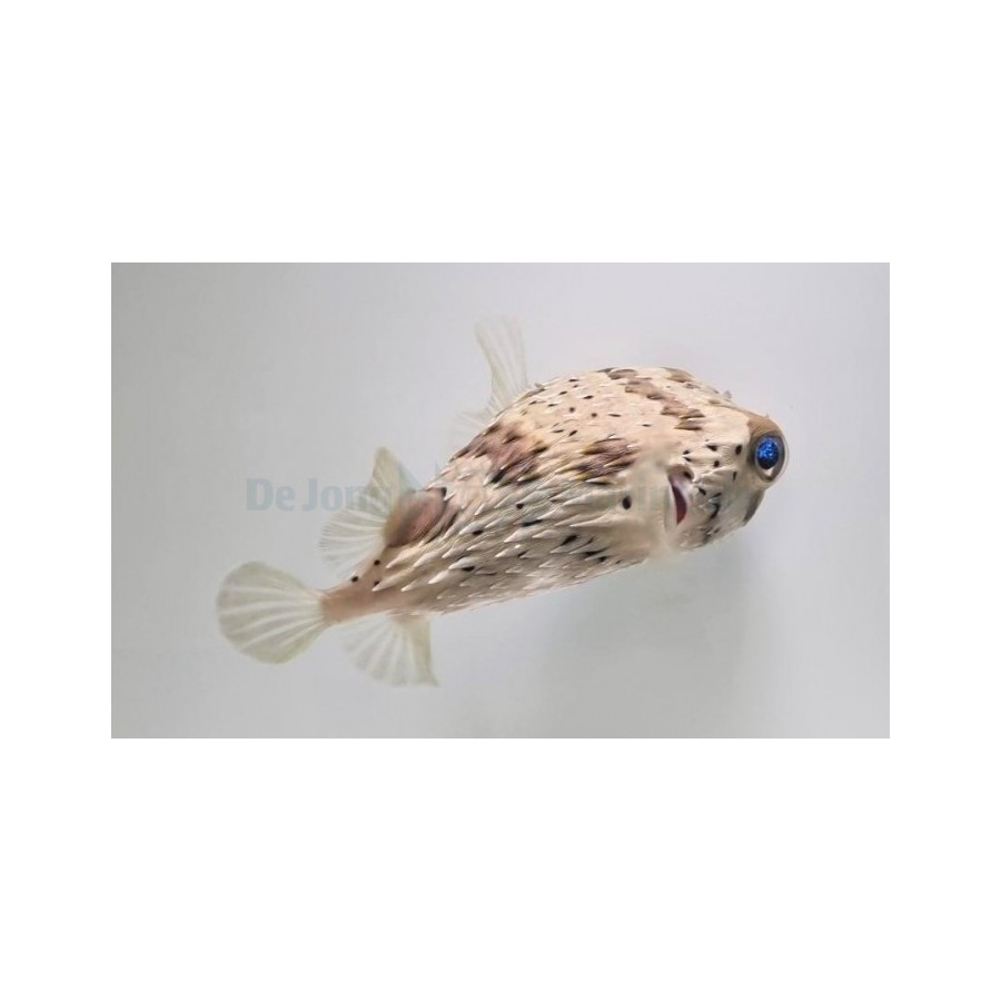 Diodon holocanthus - Porcupine Puffer