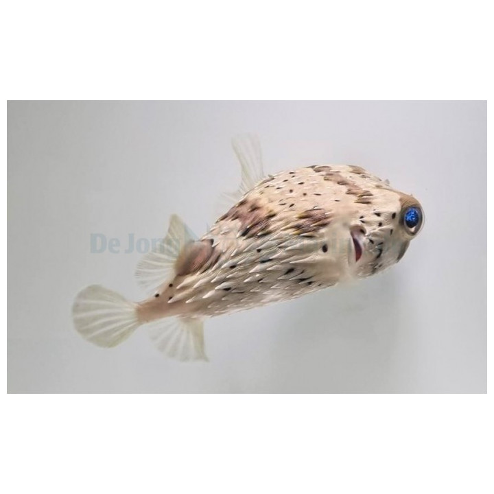Diodon holocanthus - Porcupine Puffer