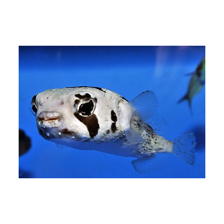 Diodon liturosus