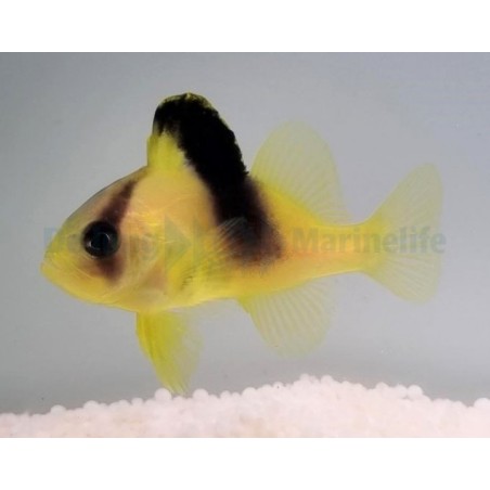 Diploprion bifasciatum - Yellow Snapper