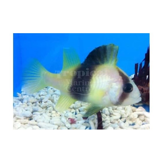 Diploprion bifasciatum - Yellow Snapper