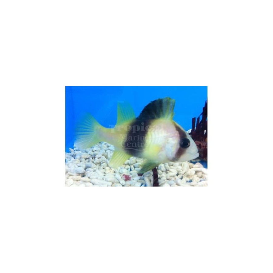 Diploprion bifasciatum - Yellow Snapper