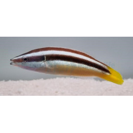 Diproctacanthus xanthurus - Vaeltajapuhdistaja
