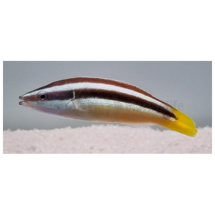 Diproctacanthus xanthurus - Vaeltajapuhdistaja