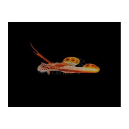 Discordipinna griessingeri - Nano Goby - Hi Fin