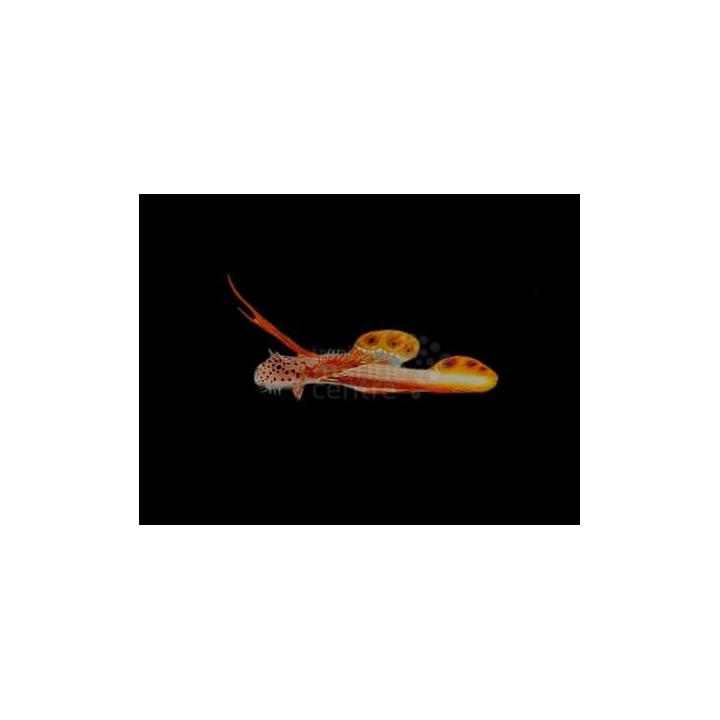 Discordipinna griessingeri - Nano Goby - Hi Fin