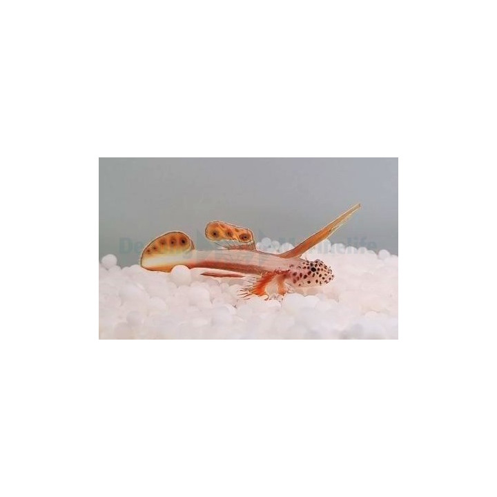 Discordipinna griessingeri - Nano Goby - Hi Fin