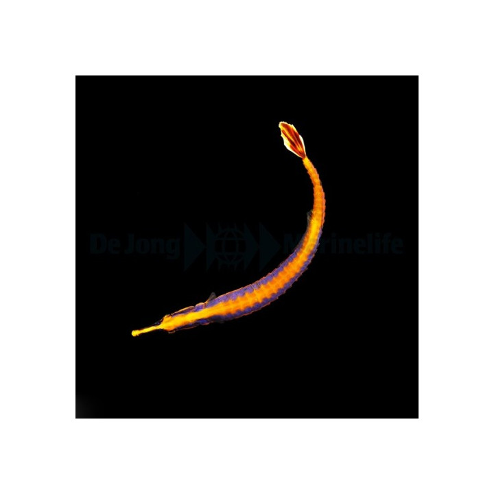 Doryrhamphus bicarinatus