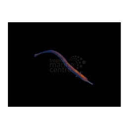 Doryrhamphus excisus - Pipefish - Blue