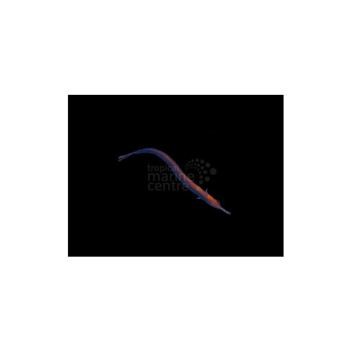 Doryrhamphus excisus - Pipefish - Blue -