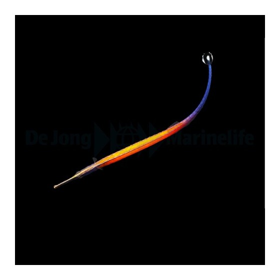 Doryrhamphus janssi - Pipefish - Flame