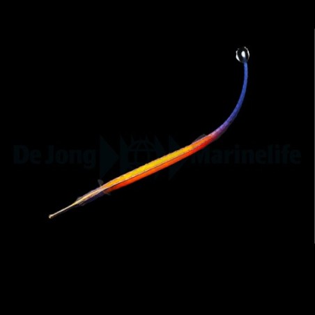 Doryrhamphus janssi - Pipefish - Flame