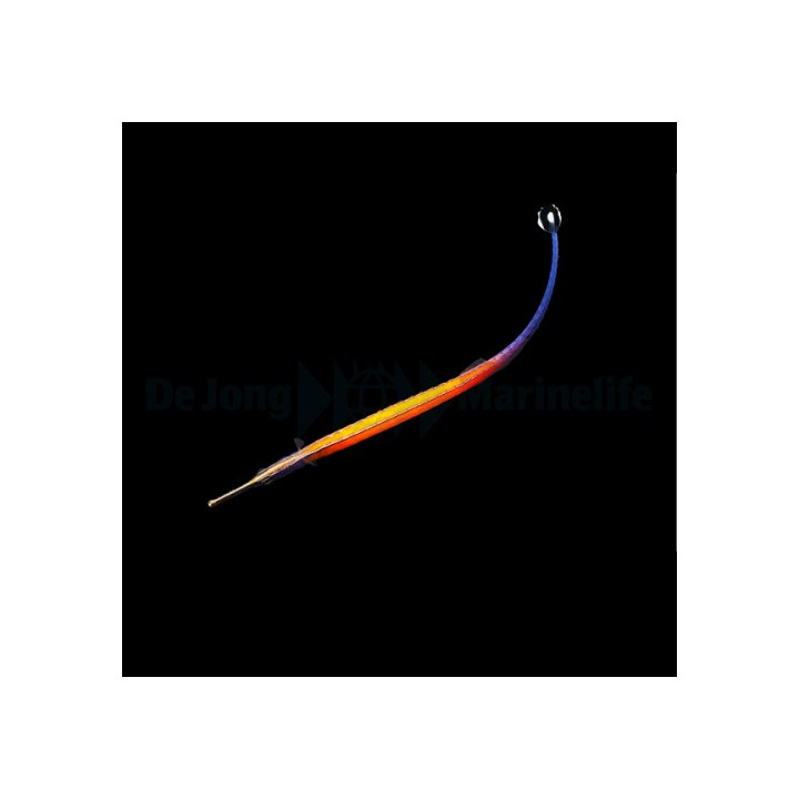 Doryrhamphus janssi - Pipefish - Flame -