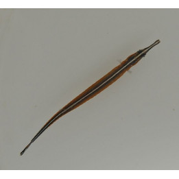 Doryrhamphus negrosensis