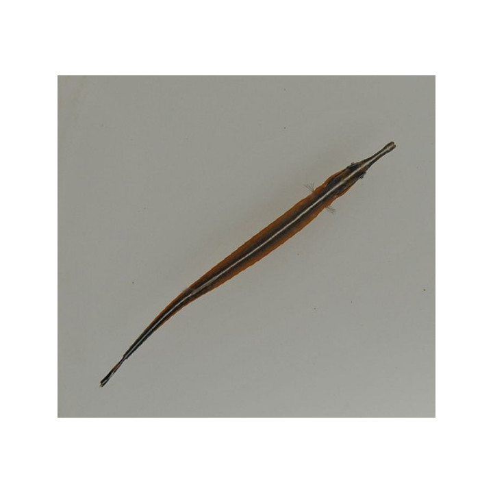 Doryrhamphus negrosensis