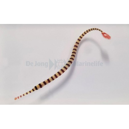 Dunckerocampus dactyliophorus - Pipefish - Banded