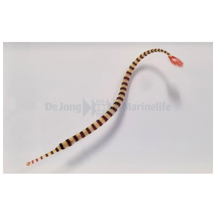 Dunckerocampus dactyliophorus - Pipefish - Banded