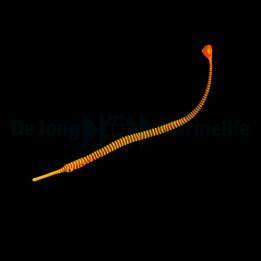 Dunckerocampus pessuliferus - Pipefish - Candy