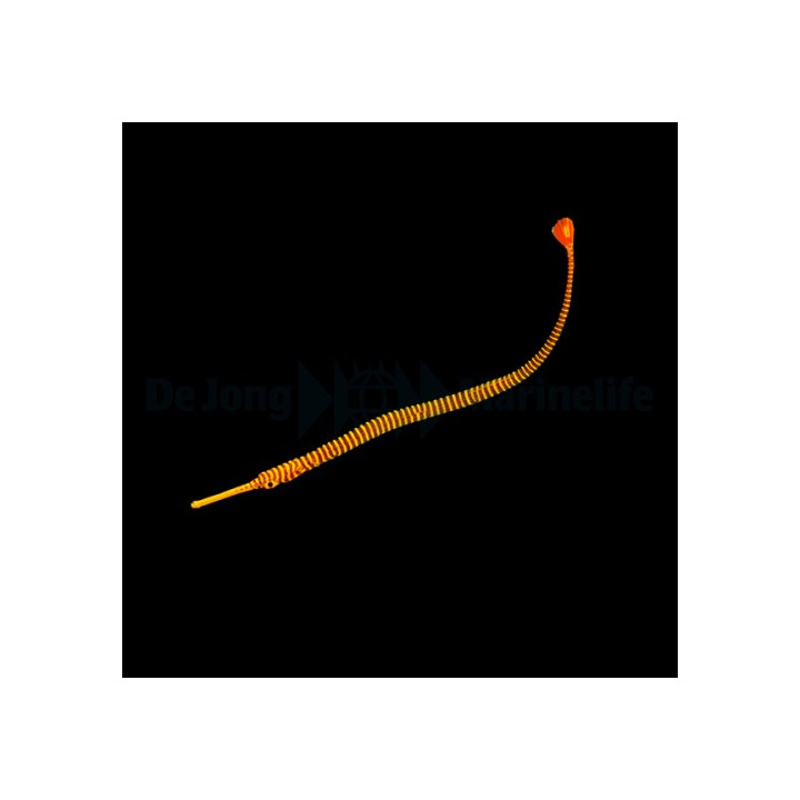 Dunckerocampus pessuliferus - Pipefish - Candy