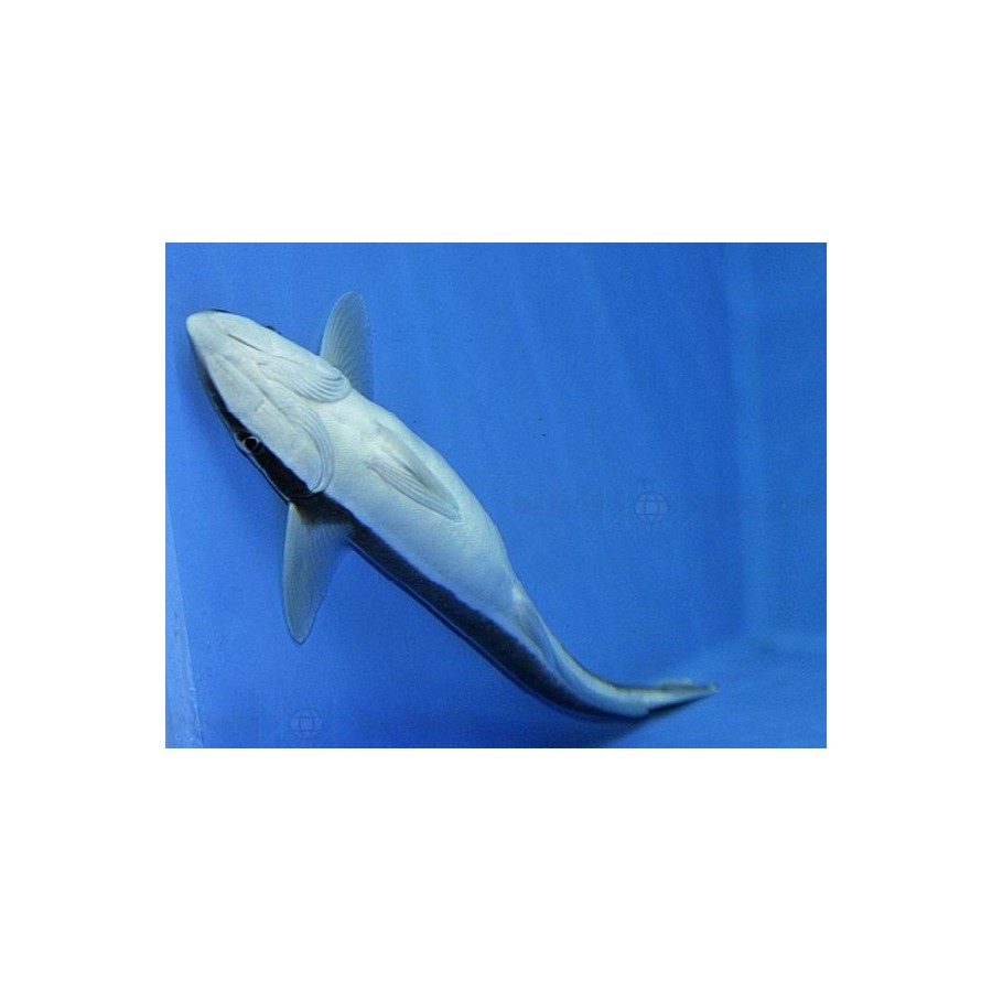 Echeneis naucrates - Remora