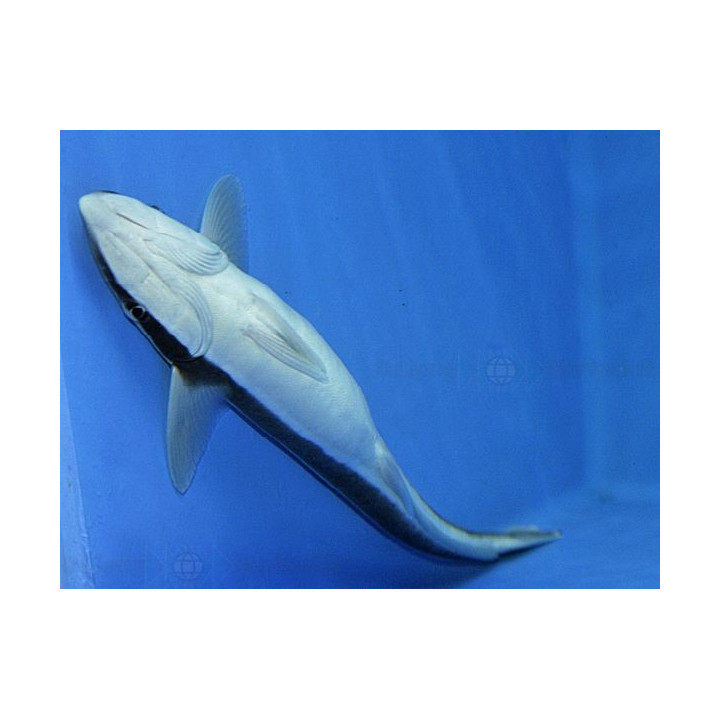 Echeneis naucrates - Remora