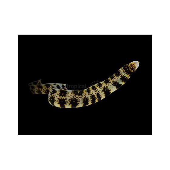 Echidna nebulosa - Snowflake Eel