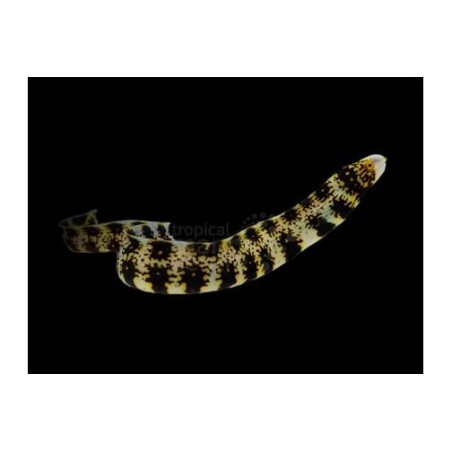 Echidna nebulosa - Snowflake Eel