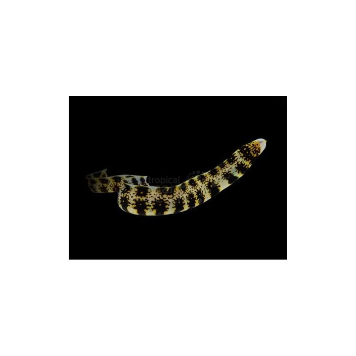 Echidna nebulosa - Snowflake Eel