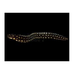 Echidna xanthospilos - Skeletor Eel