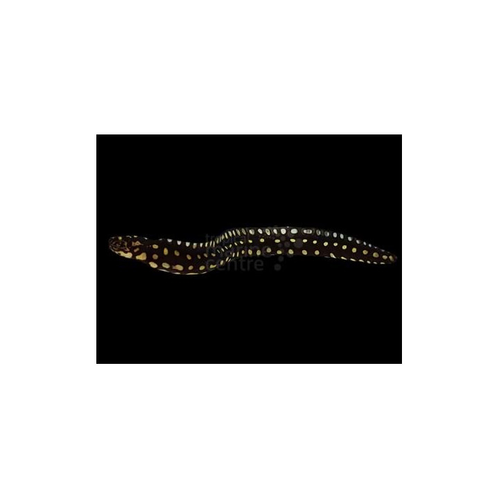 Echidna xanthospilos - Skeletor Eel