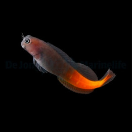 Ecsenius bicolor - kultapyrstÃ¶luikero