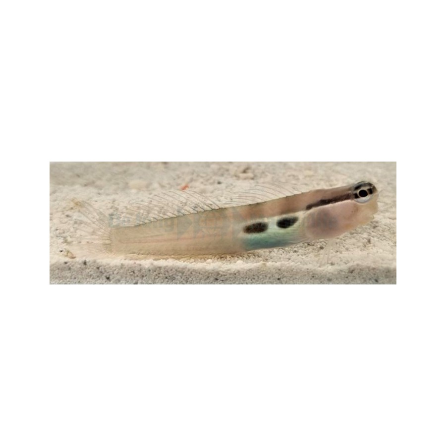 Ecsenius bimaculatus - Monocle Blenny