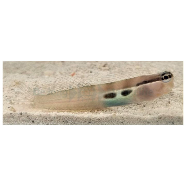 Ecsenius bimaculatus - Monocle Blenny