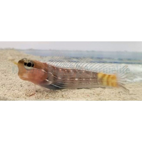 Ecsenius pictus - Pictus blenny