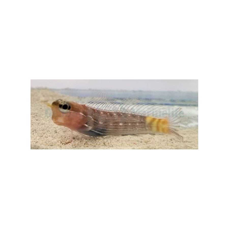 Ecsenius pictus - Pictus blenny