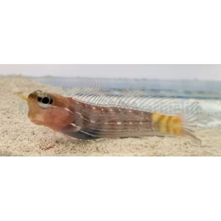 Ecsenius pictus - Pictus blenny