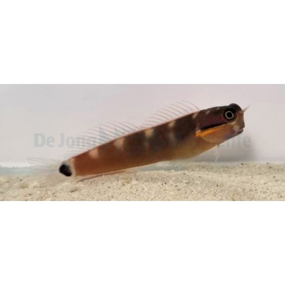 Ecsenius stigmatura - tailspot blenny