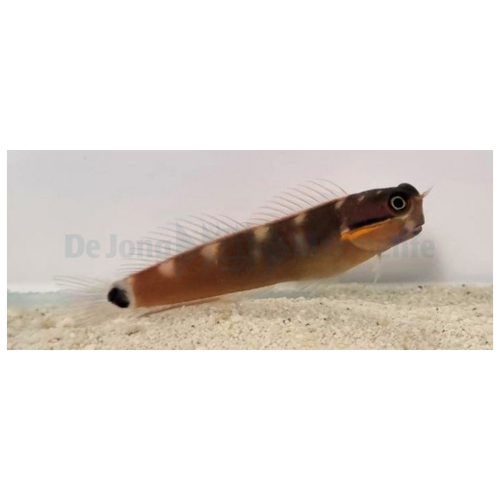 Ecsenius stigmatura - tailspot blenny
