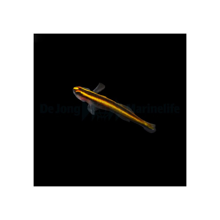 Elacatinus figaro - Gold Neon Goby - viljelty