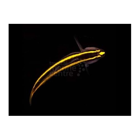 Elacatinus figaro - Neon Goby - Gold