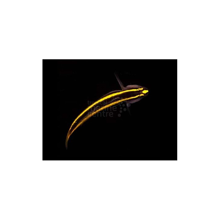 Elacatinus figaro - Neon Goby - Gold