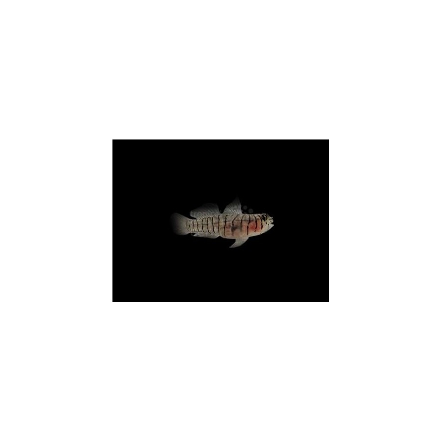 Elacatinus macrodon - Zebra Nano Goby - Viljelty