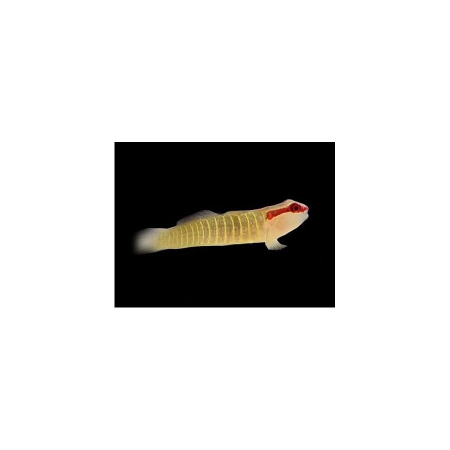 Elacatinus multifasciatus - Nano Goby - Christmas