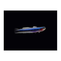 Elacatinus oceanops - Blue Neon Goby