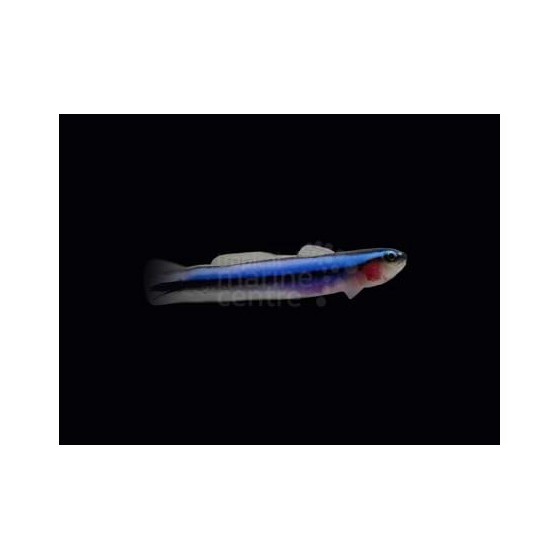 Elacatinus oceanops - Blue Neon Goby