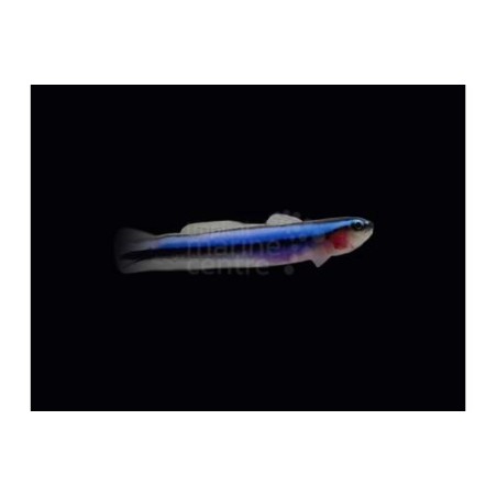 Elacatinus oceanops - Blue Neon Goby